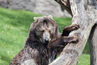 Berlin zoo bear