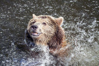 Berlin zoo bear