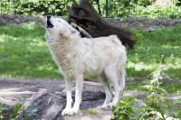 Berlin zoo howling wolf