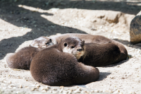 Berlin zoo otters