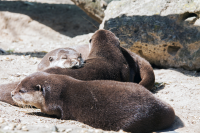 Berlin zoo otters