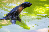 Berlin zoo sea lion