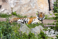 Berlin zoo lying tiger