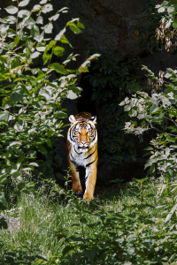 Berlin zoo tiger out of the dark