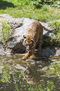 Berlin zoo tiger