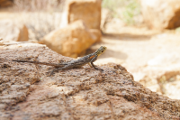 Brandberg lizard