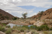 Brandberg oasis