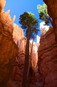 Bryce Canyon