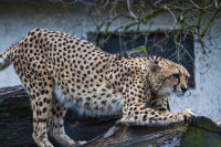 cheetah stretching