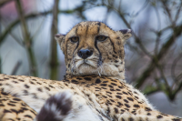 cheetah resting