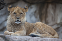 lion with mane