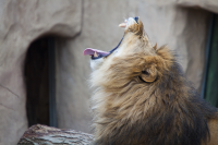 lion yawning in profile