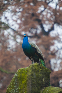 peacock