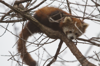 young red panda