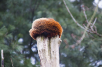 red panda