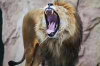 lion yawning