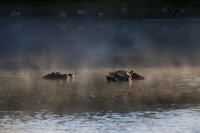 Duestenbrock hippos