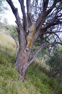 Duestenbrock leopard tree