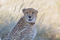 Erindi cheetah