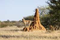 Erindi cheetahs lookout