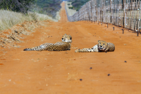 Erindi cheetahs resting