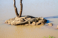 Erindi crocodile island
