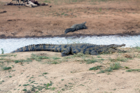 Erindi crocodile sleeping