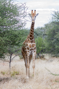 Erindi giraffe