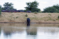 Erindi hippos