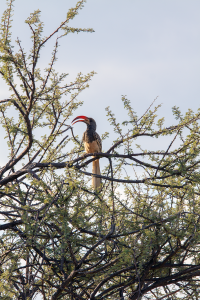 Erindi hornbill