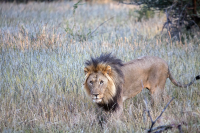 Erindi lion walking