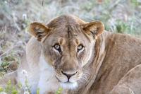 Erindi lioness