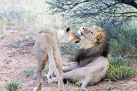 Erindi lioness hugs lion