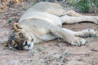 Erindi lioness resting