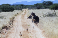 Erindi ostrich