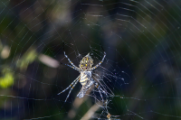 Erindi spider