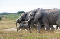 Etosha army of elephants