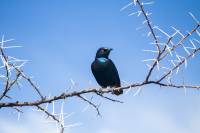 Etosha blue bird