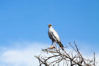 Etosha eagle