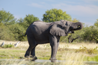 Etosha single elephant drinking