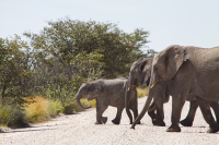 Etosha elephants crossing street