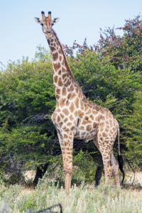 Etosha giraffe