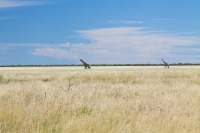 Etosha giraffes