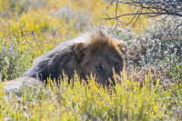 Etosha grumpy cat