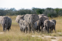 Etosha elephants