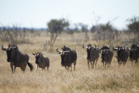 Etosha herd of wildebeests