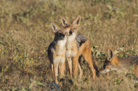 Etosha jackals