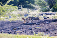 Etosha lion cub friends