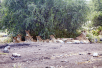 Etosha lion pride
