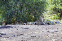 Etosha lion pride